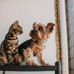 cat and dog