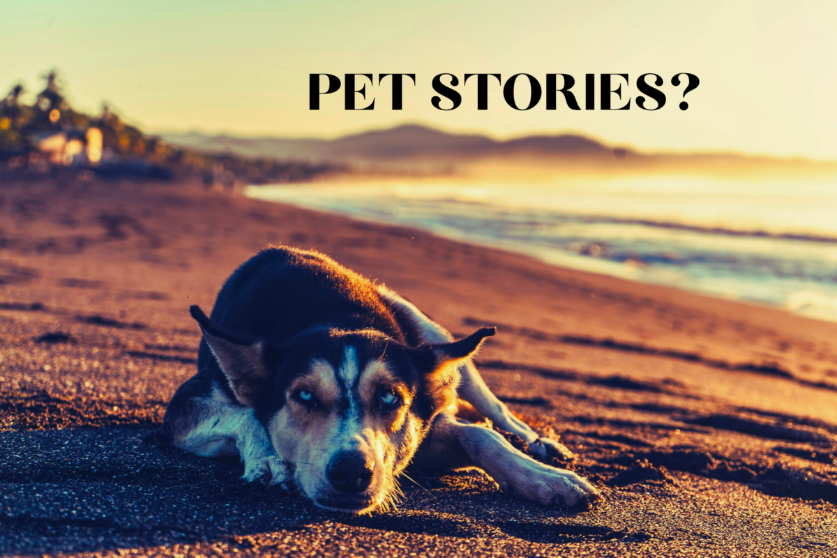 Wander how you could write pet stories?